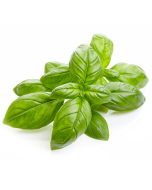 Basil Oil - Organic