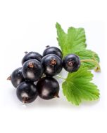 Black Currant Oil - 14% GLA
