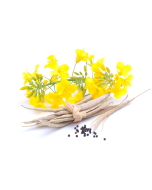 Canola Oil - High Oleic - Non-GMO