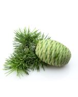 Cedarwood Oil - Himalayan