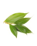 Cinnamon Leaf Oil 