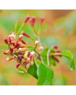 Clove Stem Oil - Organic