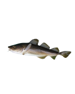 Cod Liver Oil - 1,000A/100D I.U. Per Gram - Bottles