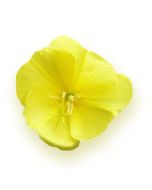 Evening Primrose Oil - 10% GLA