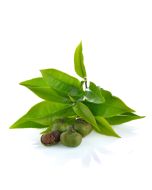 Green Tea Seed Oil - Virgin