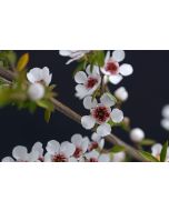 Manuka Oil - Organic