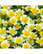 Meadowfoam Seed Oil - Refined