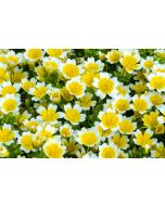 Meadowfoam Seed Oil - Virgin