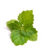 Patchouli Oil - Light