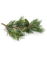 Pine Oil