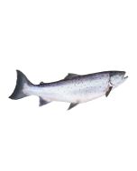 Salmon Oil - Wild Alaskan