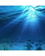 Squalane Oil (Shark) - 99.7% Purity