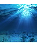 Shark Liver Oil - 20% Alkoxyglycerol