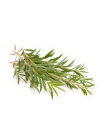 Tea Tree Oil - Australian