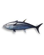 Tuna Oil - 5% EPA & 25% DHA RBDW