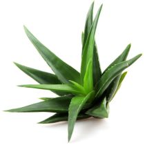 Aloe Vera Powder - Organic