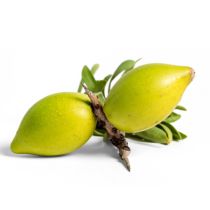 Argan Oil - Deodorized Virgin Organic