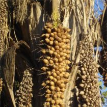 Babassu Oil - Organic