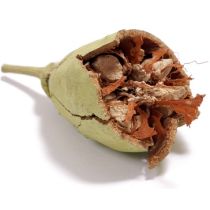 Baobab Oil - Virgin Organic