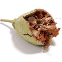 Baobab Oil - Virgin Organic