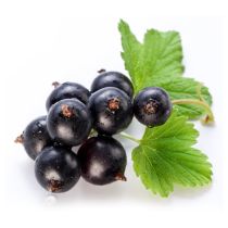 Black Currant Oil - 14% GLA
