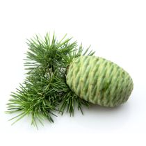 Cedarwood Oil - Himalayan