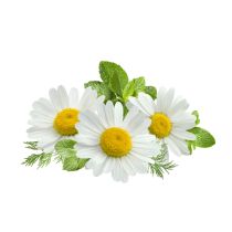 Chamomile Oil - Roman Organic