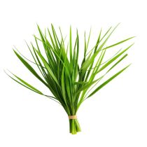 Citronella Oil - Organic