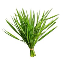 Citronella Oil - Organic