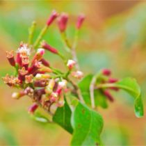 Clove Stem Oil - Organic