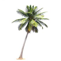 Coconut Syrup - Organic