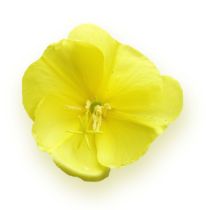 Evening Primrose Oil - 10% GLA Virgin Organic