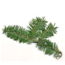 Fir Balsam Oil