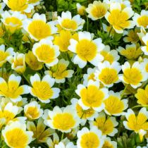 Meadowfoam Seed Oil - Refined