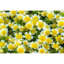 Meadowfoam Seed Oil - Virgin