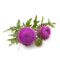 Milk Thistle Seed Oil