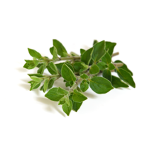 Oregano Oil - Vulgare Organic