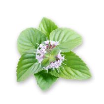 Peppermint Oil (Piperita)