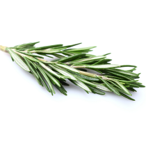 Rosemary Oil - Verbenone