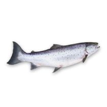 Salmon Oil - Wild Alaskan