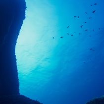 Squalene Oil - 99.5% Purity