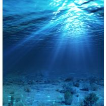 Shark Liver Oil - 20% Alkoxyglycerol 