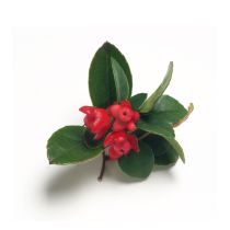 Wintergreen Oil - Organic