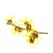 Witch Hazel - Natural - USP