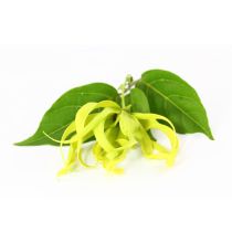 Ylang Ylang Oil - Complete - Organic