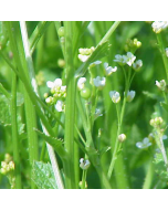 Abyssinian Oil