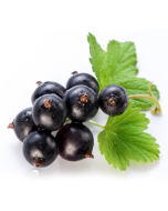 Black Currant Oil - 15% GLA