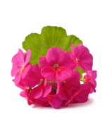 Geranium Fragrance Oil