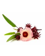 Hibiscus Seed Oil - Virgin Organic