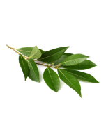 Laurel Leaf Oil - Organic